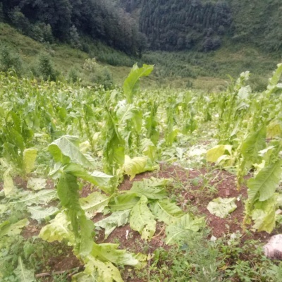 烤烟被冰雹打坏 烤烟被冰雹打坏