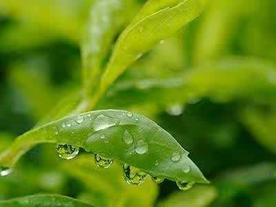 预计,盛夏气温27.0-28.0℃,较常年偏高;降水量250-350毫米,较常年偏少;7月上半月降水相对集中,有1—2次暴雨天气过程,局部地方可能出现洪涝灾害。 预计,盛夏气温27.0-28.0℃,较常年偏高;降水量250-350毫米,较常年偏少;7月上半月降水相对集中,有1—2次暴雨天气过程,局部地方可能出现洪涝灾害。