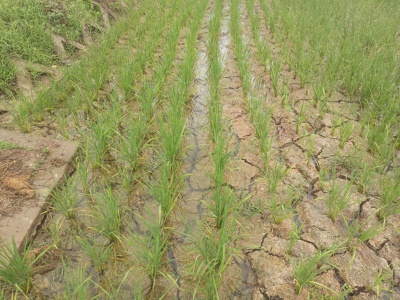 喜雨过后 干裂稻田得到有效蓄水