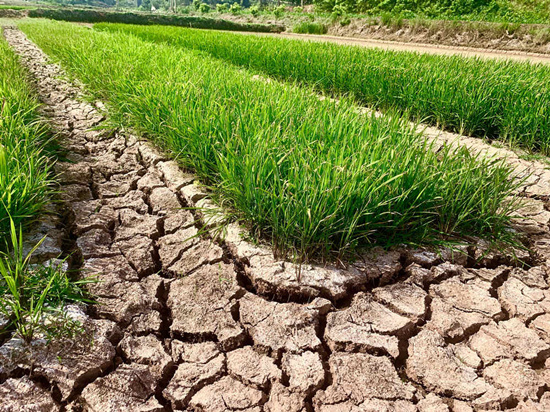遂宁出现夏旱 农田干渴开裂严重