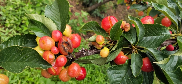 持续性降雨导致雅安汉源大量大樱桃裂口掉落