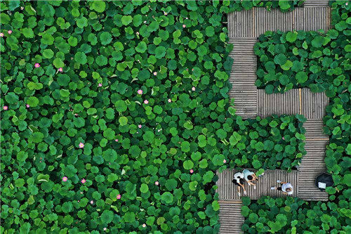 四川省公共气象服务网 | 空中看荷花 开启不一样的视角盛宴