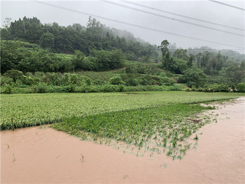 大暴雨侵袭内江 多地受灾