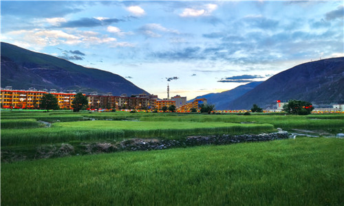 四川巴塘:风云变幻 无边麦田起舞迎丰收